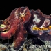 cuttlefish_flamboyant_kbrja1_h_0233_sul5082.jpg